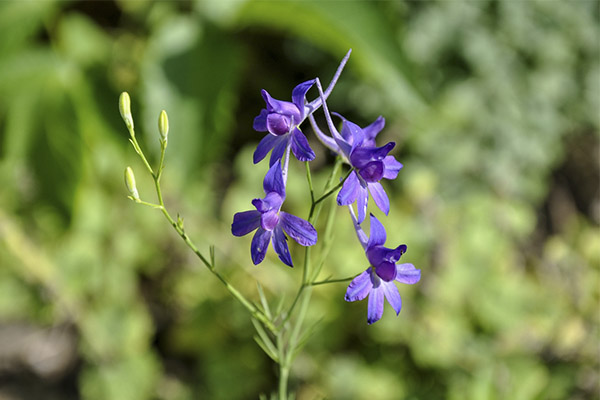 Fauna sălbatică de câmp în medicina populară