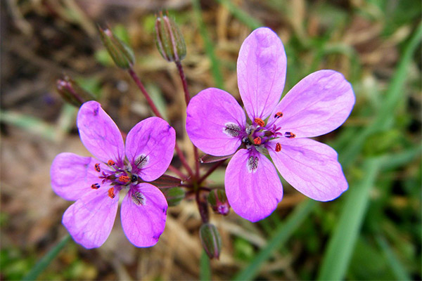 Erodium