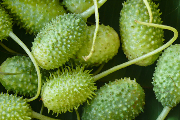 West Indian gherkin