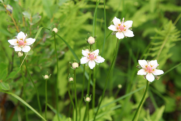 Belozor swamp in folk medicine