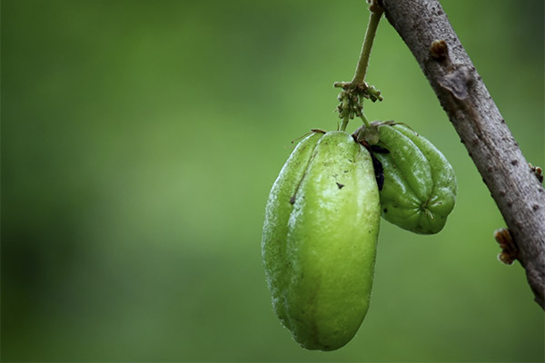 averrhoa Bilimbi