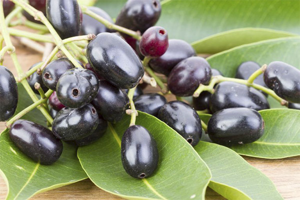 Cosa può essere cucinato dalla jambolana