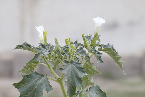 Datura na medicina popular