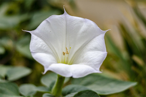 Datura