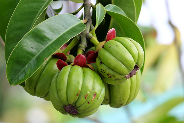 Garcinia Fruit Feiten