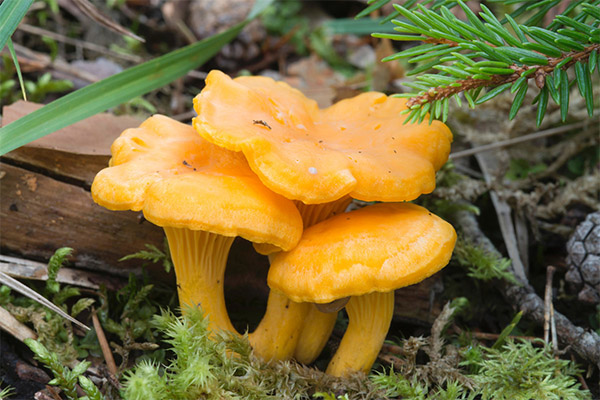 Feiten over cantharelpaddestoelen