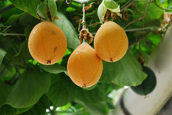 حقائق مثيرة للاهتمام حول Granadilla