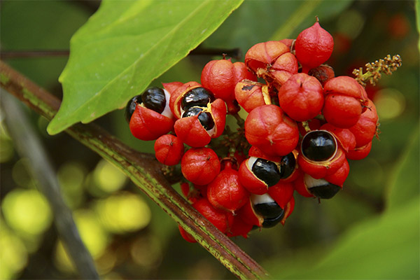 Fapte interesante despre guarana