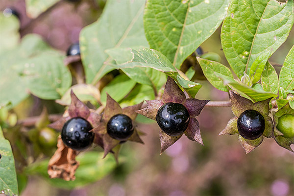 Įdomūs faktai apie belladonna