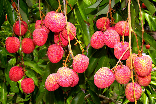 Fapte interesante despre lychee