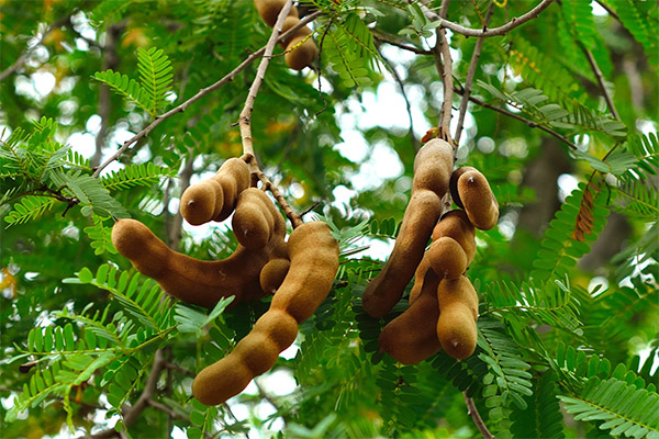 Interessante Tamarind Fakten