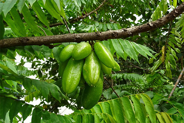 Faits intéressants sur bilimbi