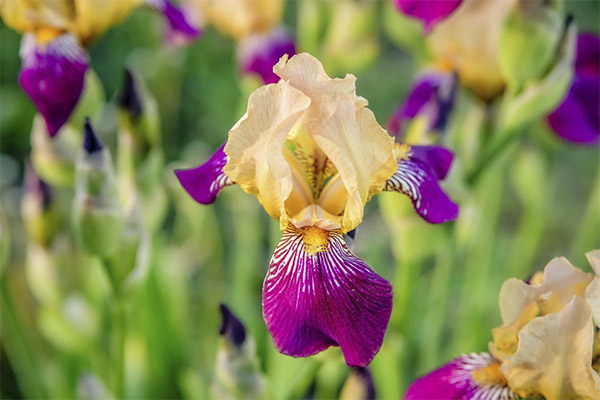 Iris liaudies medicinoje