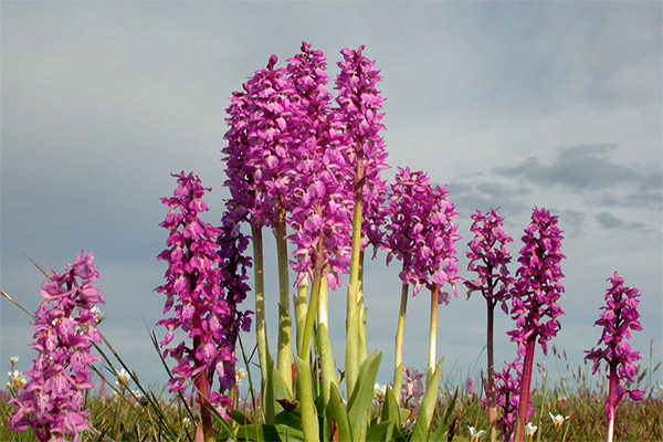 Orchis en medicina popular