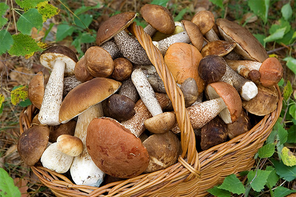 Hoe paddenstoelen het menselijk lichaam beïnvloeden