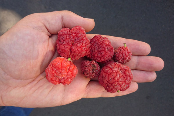 Cara makan buah strawberi