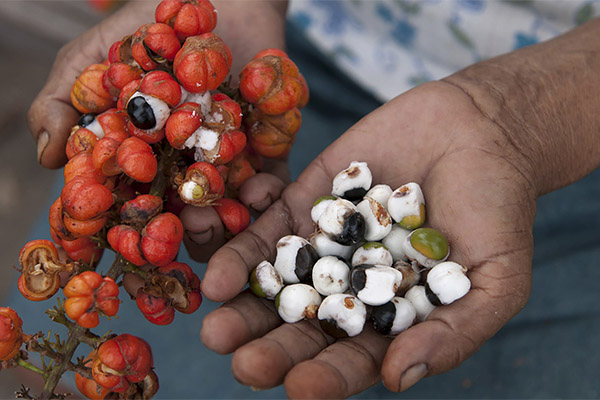 Com prendre guarana