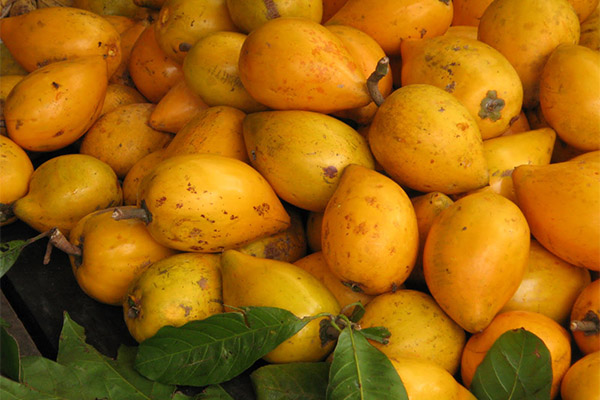 Comment faire pousser une boîte à fruits