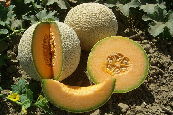 How to grow a cantaloupe