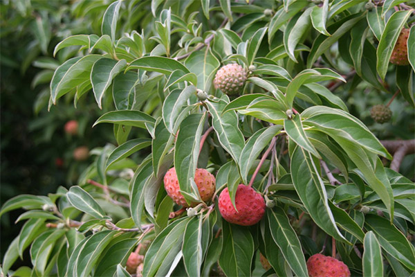 How to grow a strawberry tree