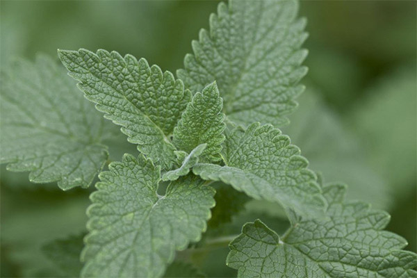 Como cultivar catnip a partir de sementes