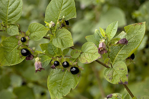 Belladonna in der Volksmedizin