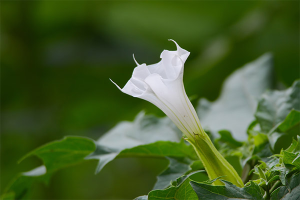 As propriedades curativas do Datura