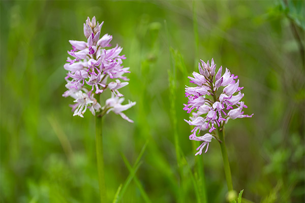 Las propiedades curativas de los orquídeas