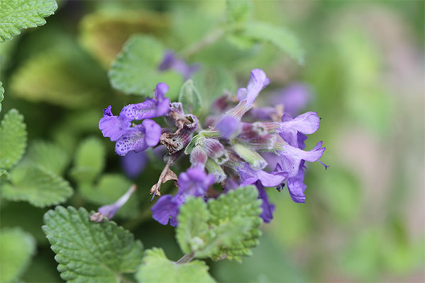 The healing properties of catnip