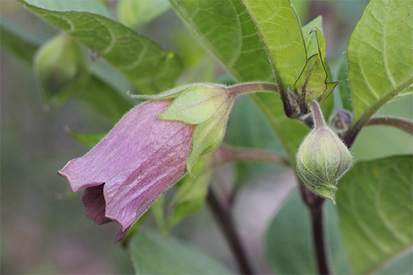 De helbredende egenskapene til belladonna