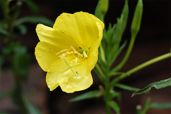 The healing properties of evening primrose