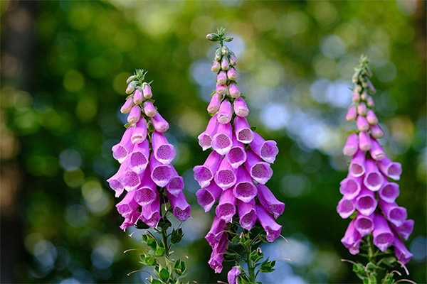 Digitalis en médecine populaire