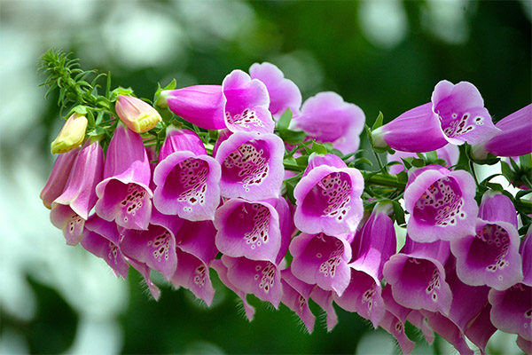 Digitalis