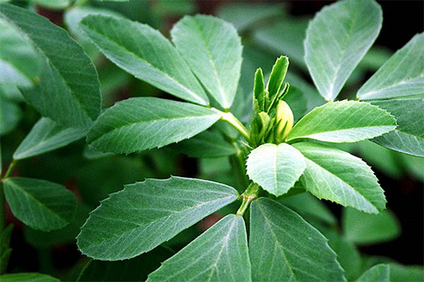 Fenugreek en medicina