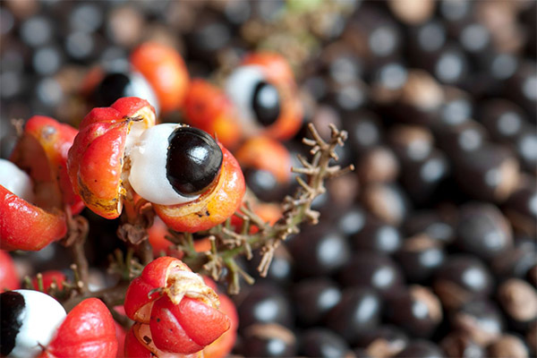 Propriedades úteis de guaraná