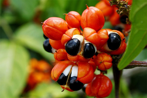 Guarana'nın yararları ve zararları