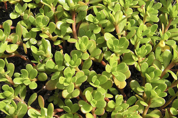 Purslane puutarha kansanlääketieteessä