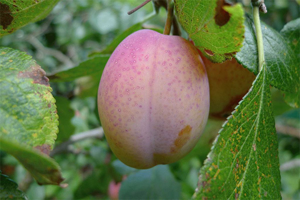 Het gebruik van Ikako-fruit in de volksgeneeskunde