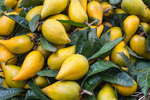 Het gebruik van een fruitbus in de traditionele geneeskunde