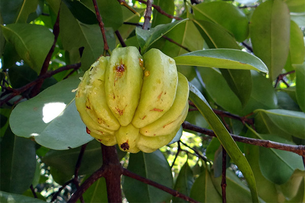 Brugen af ​​garcinia i folkemedicinen