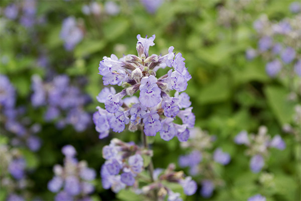 The use of catnip in cooking