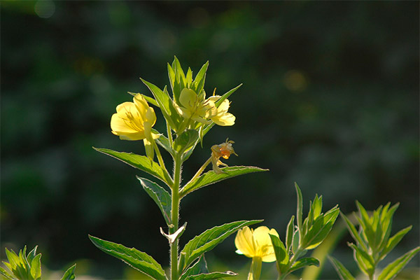 Primrose petang dalam perubatan rakyat