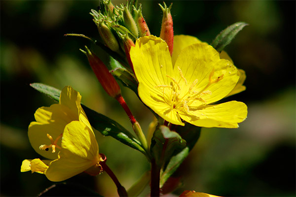 Evening primrose