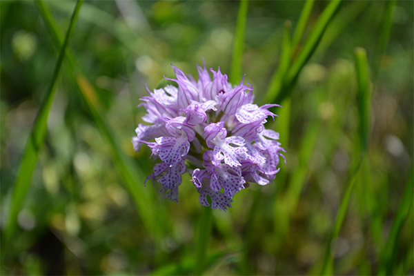 Contraindications to the use of orchis