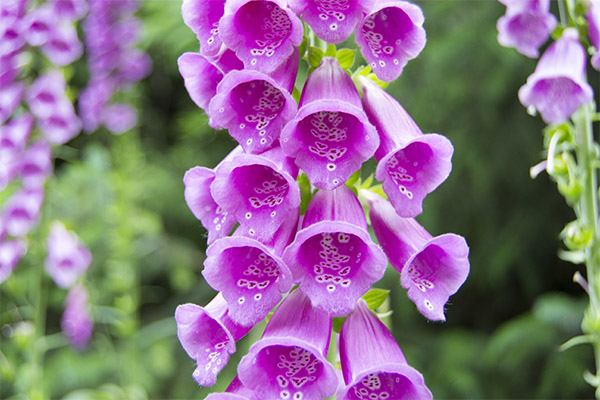 „Digitalis“ kontraindikacijos