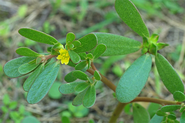 Kontraindikationer for brugen af ​​purslane