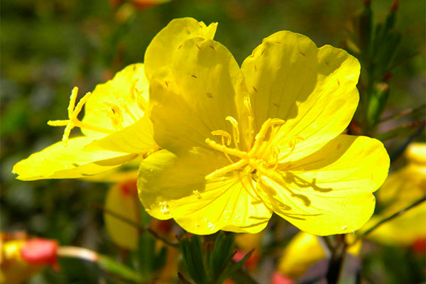 Contraindications evening primrose