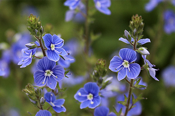 Veronica officinalis in de traditionele geneeskunde