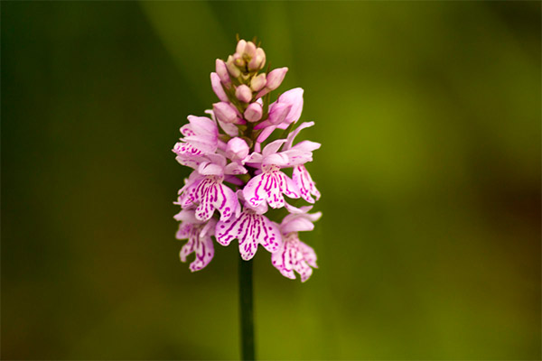 Soorten medicinale verbindingen met orchidee