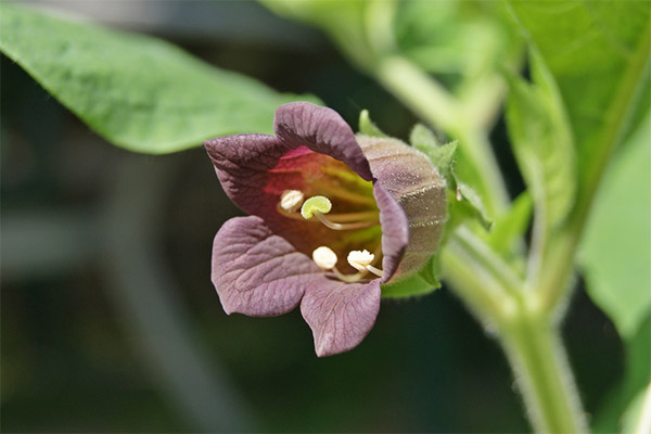 Tyypit parantavia yhdisteitä, joilla on belladonna